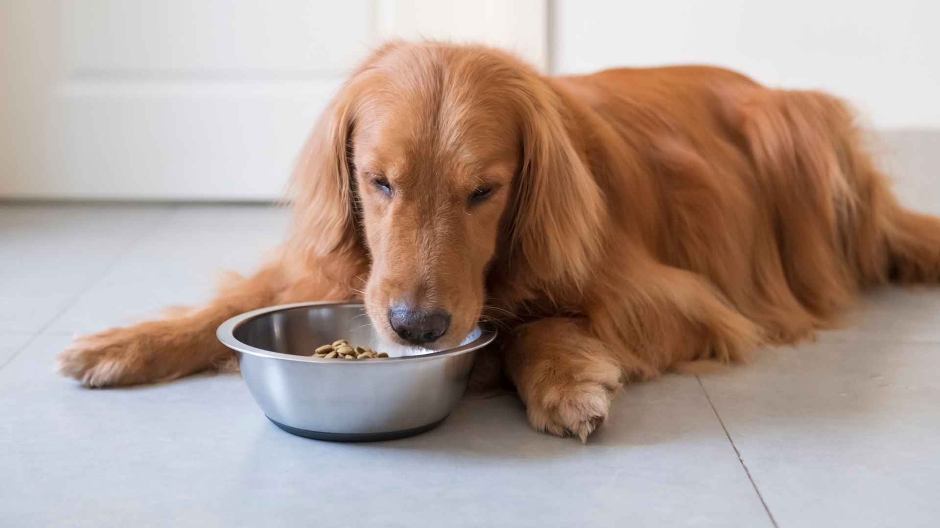 Proteina hidrolizada para perros